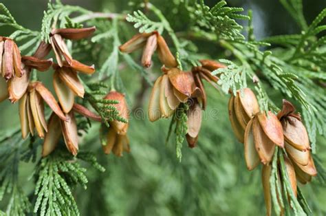 Closeup Shot of the Seeds on a White Cedar Tree Stock Photo - Image of natural, whitecedar ...