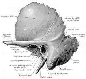 Squamous Portion of Temporal Bone is more thin and translucent, and forms the upper and anterior ...