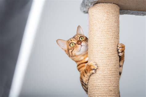 Why Do Cats Climb? | Green Acres Pet Resort