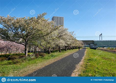 Arakawa River Cherry Blossoms in Japan Tokyo Editorial Stock Photo ...