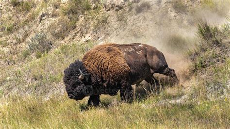 Running Bison Bull 13598448 Stock Photo at Vecteezy