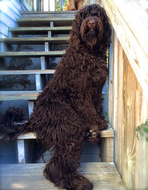 Tampa Bay's Doji Star; Standard size; Australian Labradoodle | Labradoodle, Black labradoodle ...