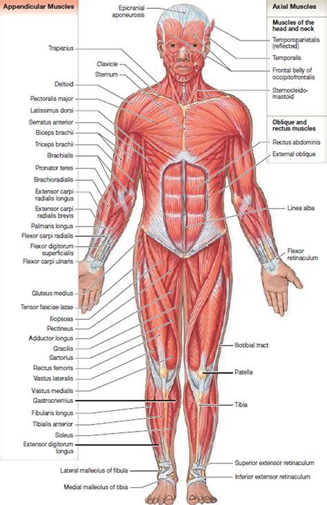 compiti a casa esegesi Opuscolo bones and muscles in human body crisantemo sondaggio medaglia