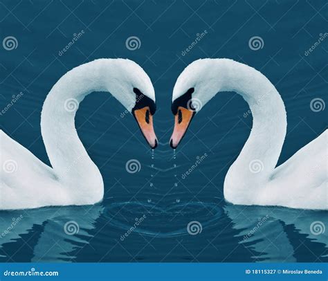 Two swans and heart stock image. Image of friendship - 18115327