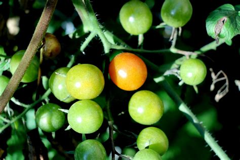 Grape Tomatoes On Vine Free Stock Photo - Public Domain Pictures