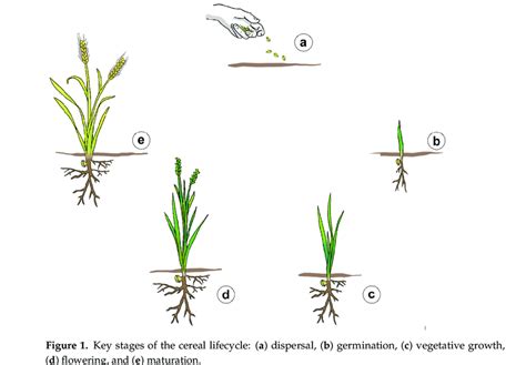 Key stages of the cereal lifecycle: (a) dispersal, (b) germination, (c ...