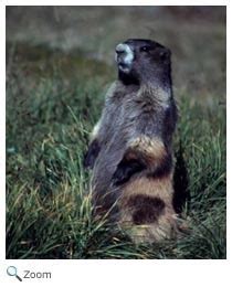 Olympic Marmot - Marmota olympus | Wildlife Journal Junior