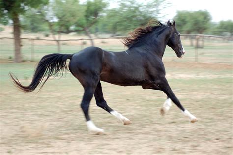 Marwari horse (indigenous horses of india) | Marwari horses, Horses, Pretty horses