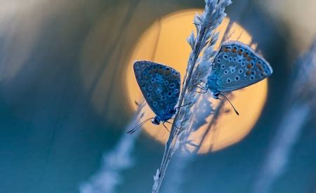 Moonlight - Butterflies & Animals Background Wallpapers on Desktop ...