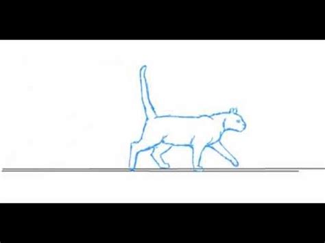 cat walk cycle - YouTube