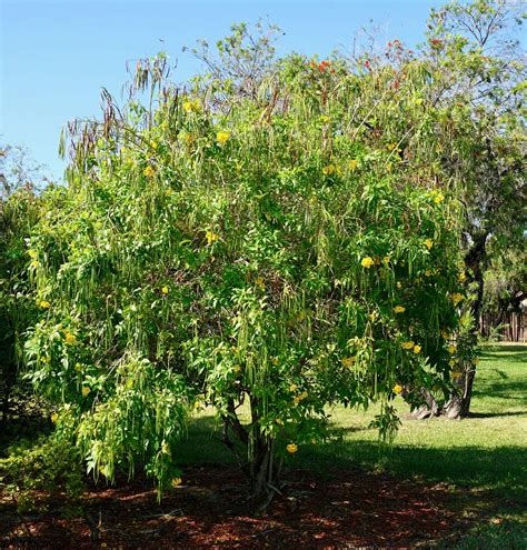 Tecoma stans (Yellow elder) - Treeworld Wholesale