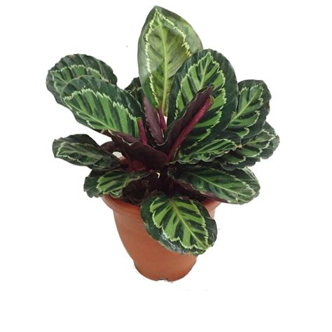 Calathea Medallion - Mall Of Gardens