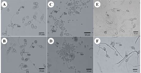 Conidia germination and appressoria formation of M. oryzae in control... | Download Scientific ...