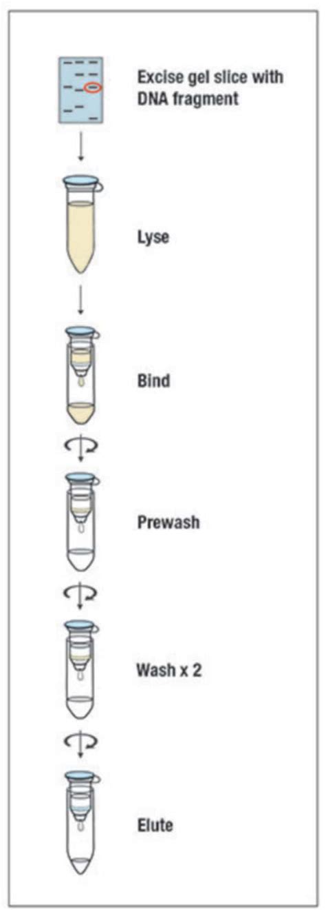 GeneJET Gel Extraction and DNA Cleanup Micro Kit