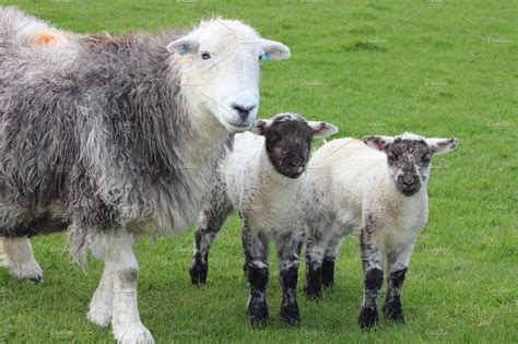 Herdwick Sheep and Lambs | Animal Stock Photos ~ Creative Market