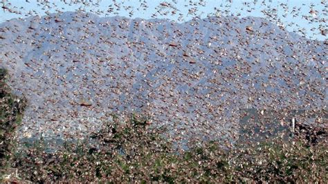 Farmer fears as plague of locusts sweeping across Victoria | Herald Sun