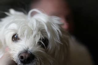 dog | small white dog hopes for food. 091010-129 | waferboard | Flickr