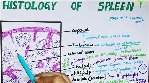 Spleen White Pulp / Spleen Histology Location Functions Structure ...