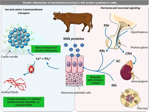 Regulation of milk protein synthesis in bovine mammary gland. The... | Download Scientific Diagram