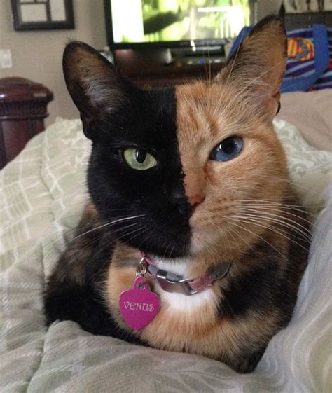 Meet Venus, A Cat With Two Faces | Animals & Pets | Pinterest