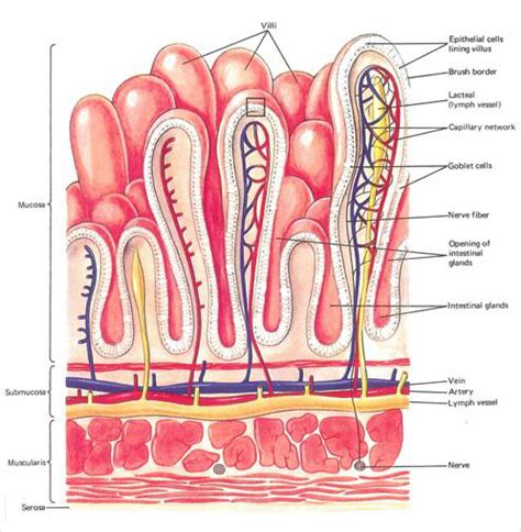 What are the layers of the gastrointestinal tract? What are their functions? | Socratic