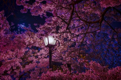 Free download street lamp surrounded by cherry blossom photo Free Image on [1000x667] for your ...