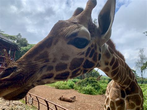 The Giraffe Centre, Nairobi - PointyEndtravels