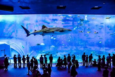 【になります】 【オーダー用サンプル】水族館 カマクラと