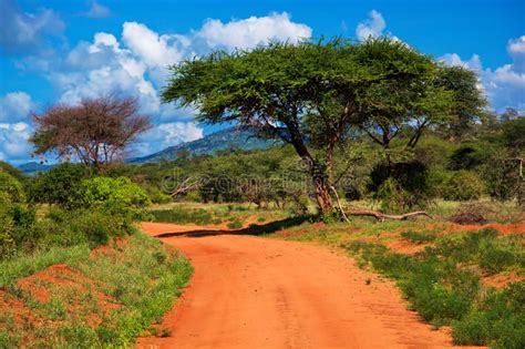 Red ground road, bush with savanna. Tsavo West, Kenya, Africa. Red ...