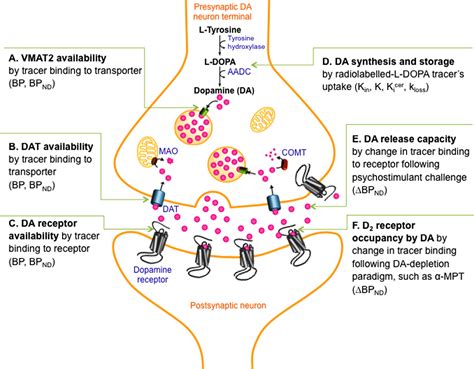 Pathway-Specific Dopamine Abnormalities in Schizophrenia - Biological ...