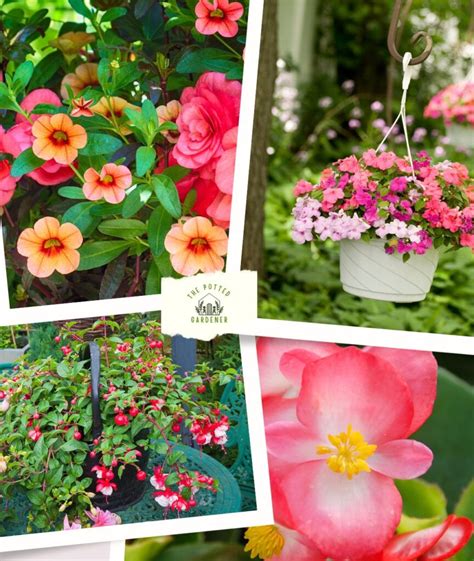 17 Best Plants for Hanging Baskets in Shade - The Potted Gardener