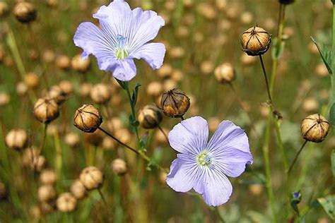 How to Grow Flax for Flowers, Seeds, and Oil | Gardener’s Path