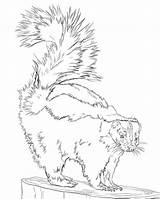 Striped Skunk sketch template