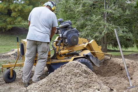 Professional Tree Pruning Services in Texas, USA