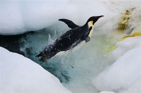 Emperor penguin - antarctica
