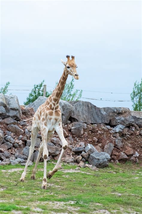 Safari Zoo After Lockdown | Days Out in Cumbria | Me Becoming Mum