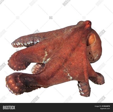 Live Octopus Isolated Image & Photo (Free Trial) | Bigstock