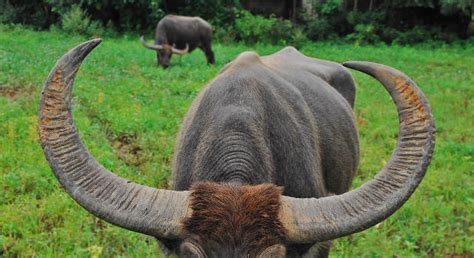 Tamaraw or carabao? Know the difference