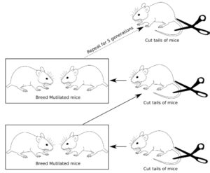 Lamarck’s use and disuse – Biology 1101 Course Hub