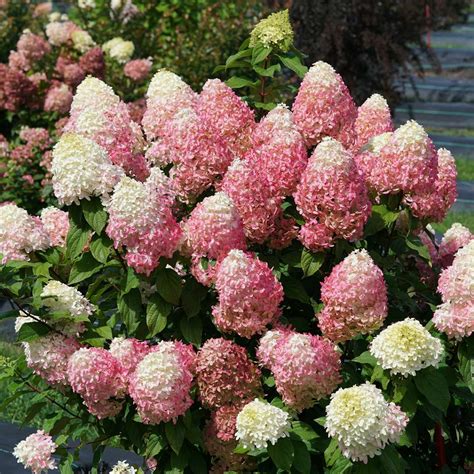 Quick Fire Fab Hydrangea | wholesale liners - Spring Meadow Nursery