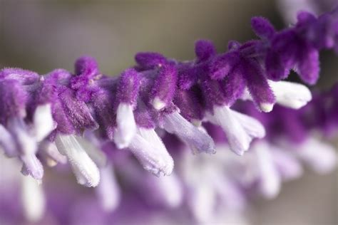 Salvia leucantha - Mexican bush sage care and culture | Travaldo's blog