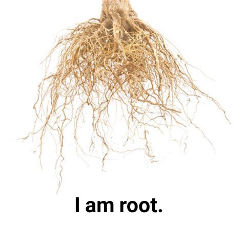 I am root. I am root. I am root. I am root. I am root. I am root. I am root. I am root. I am ...