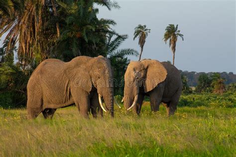 Elephants in the Amboseli National Park Stock Photo - Image of animal, background: 174104400