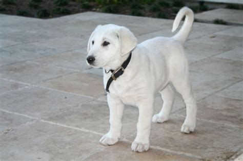 Akbash Dog Info, Temperament, Training, Facts, Puppies, Pictures