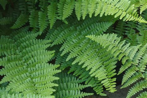 14 Attractive Ground Cover Ferns for the Shade Garden