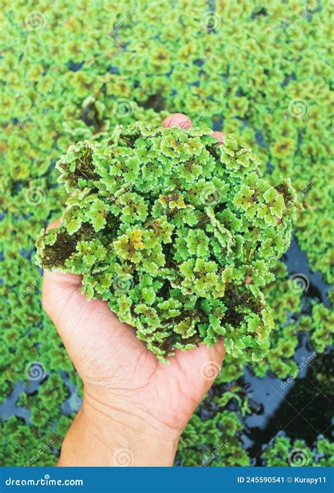 Green Floating Azolla Pinnata Or Azolla Microphylla At Organic Farm ...