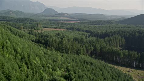 5K stock footage aerial video fly over dense evergreen forest with a few clear cut logging areas ...