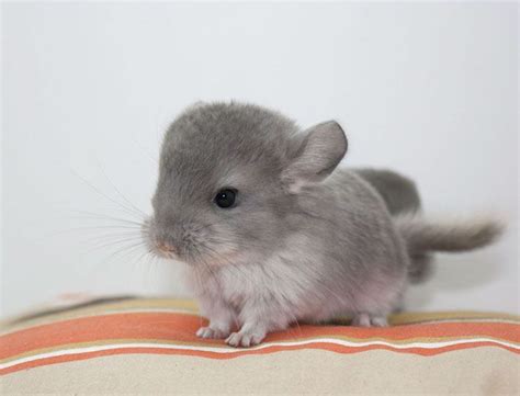 Baby Chinchilla | Baby animals pictures, Funny animals, Cute baby animals