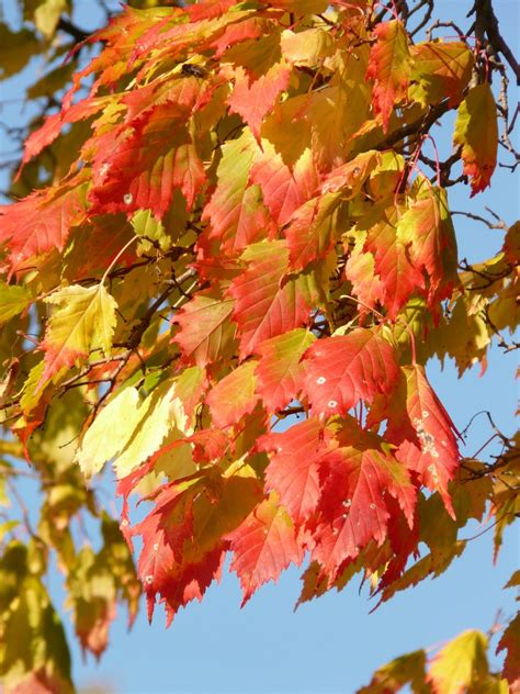 Free Images : nature, branch, flower, red, season, maple tree, maple leaf, leaves, shrub, fall ...