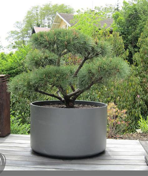 Extra Large Round Outdoor Planter Pot for bonsai Tree or Spruces : Creating Modern Style and ...